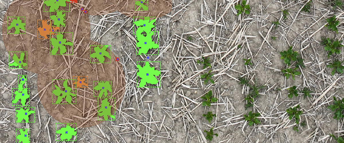 Claas investe in Pheno-Inspect per potenziare l'agricoltura digitale